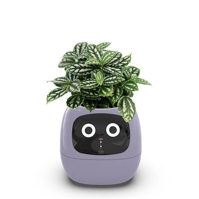 IVY Smart Plant Pot